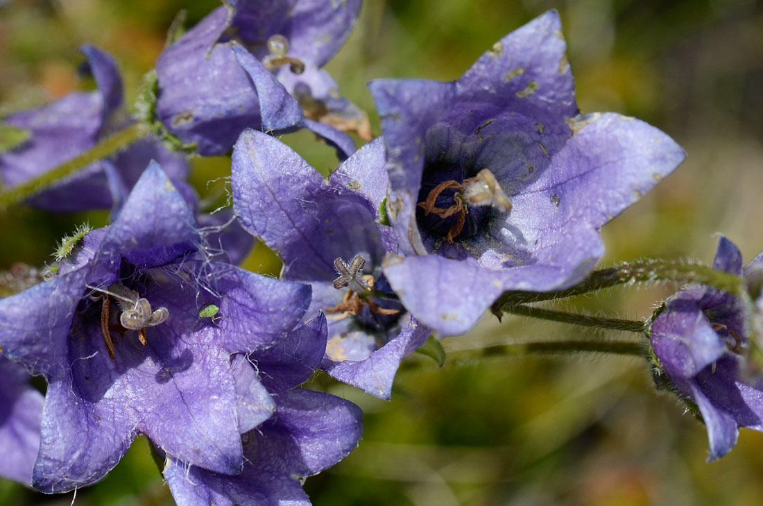 Campanula del passo Valles, da id.